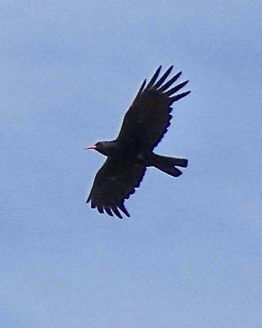 chough
